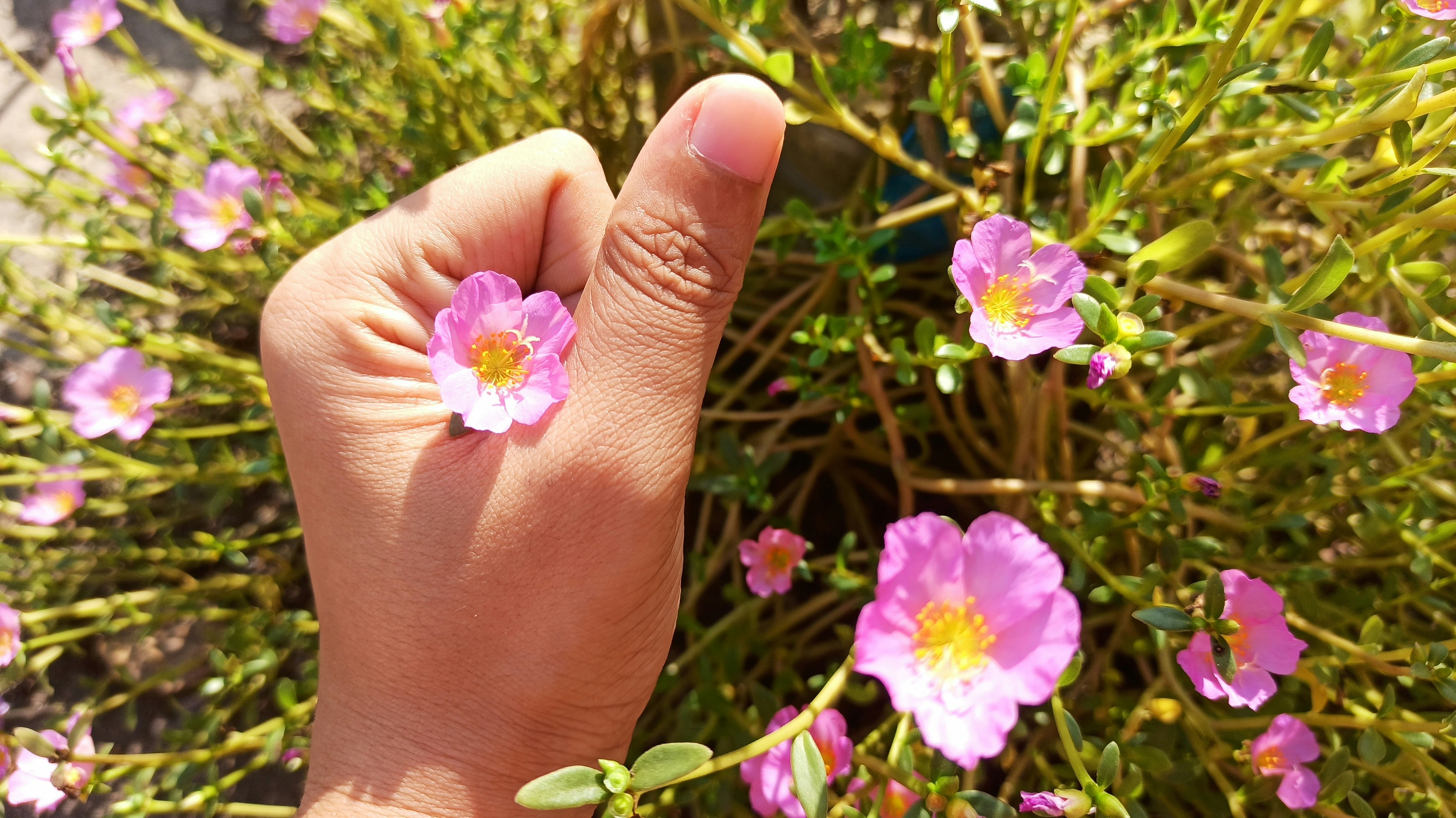 스마트폰 앱과 신용카드를 활용한 모바일 온누리상품권 결제 화면